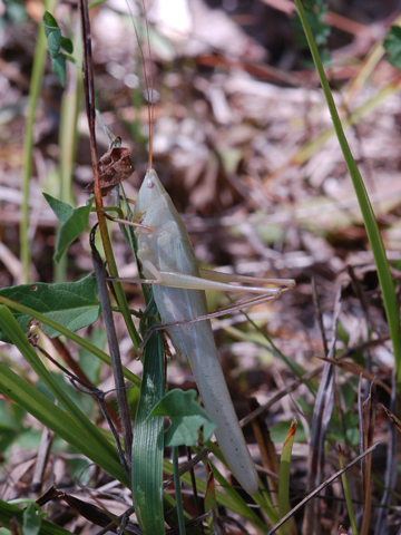 Ruspolia nitidula (Conocephalidae)